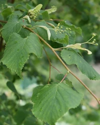 Tilia cordata Len Parvin