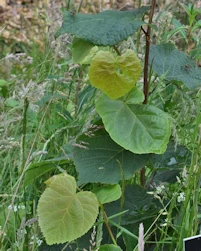 Tilia oliveri