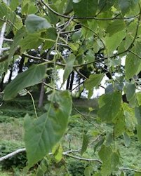 Tilia tuan chenmoui