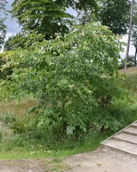 Ulmus davidiana japonica