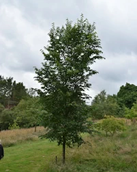 Ulmus dodoens