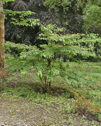 Viburnum plicatum kilimanjaro