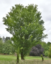 zelkova serrata Green Vase