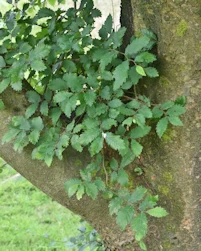 Zelkova serrata green vase