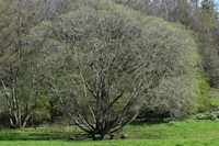 Salix caprea