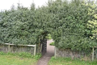 Ilex aquifolium