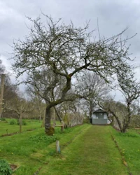 Malus domestica Blenheim Orange