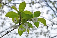 Prunus avium