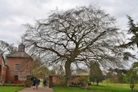 Quercus robur