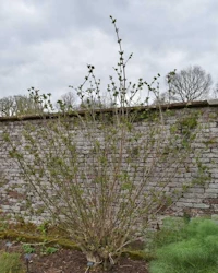Sambucus nigra