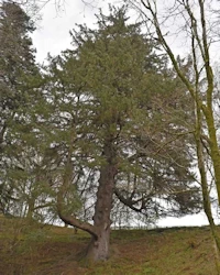 Sitka spruce