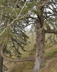 Sitka spruce