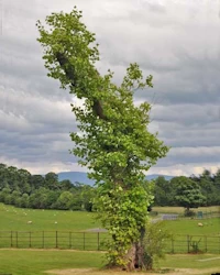 Liriodendron tulipifera