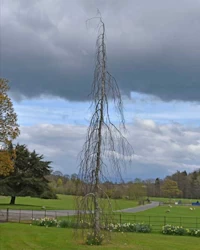 Betula pendula Youngii