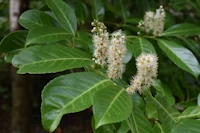 Prunus laurocerasus