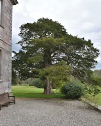 Taxus baccata