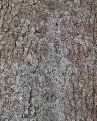 Liriodendron tulipifera