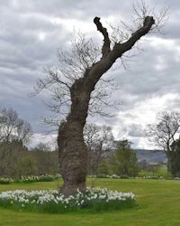Liriodendron tulipifera