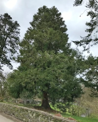 Cryptomeria japonica