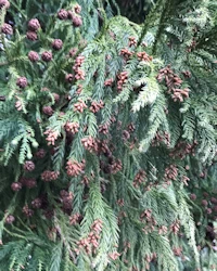 Cryptomeria japonica