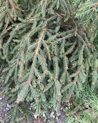 Picea abies