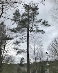 Pinus sylvestris