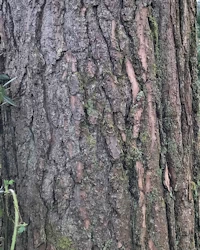 Pinus sylvestris