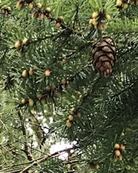 Pseudotsuga menziesii