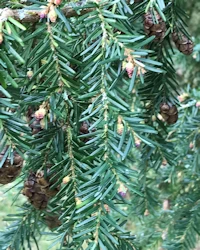 Pseudotsuga menziesii
