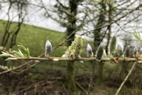 Salix viminalis