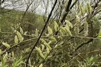 Salix viminalis