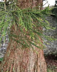 Sequoiadendron giganteum
