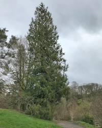 Thuja plicata
