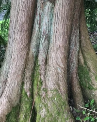 Western red cedar