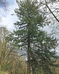 Tsuga heterophylla