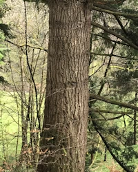 Tsuga heterophylla