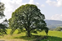 Oak tree at Blackwells