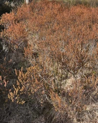 Myrica gale
