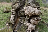 Quercus petraea