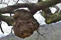 Quercus petraea