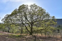 Quercus petraea