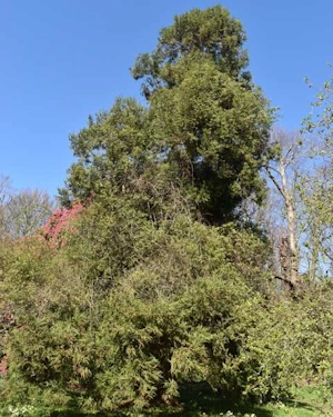 Cryptomeria japonica