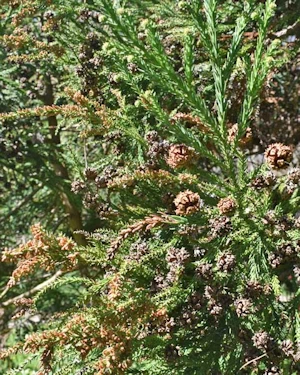 Cryptomeria japonica