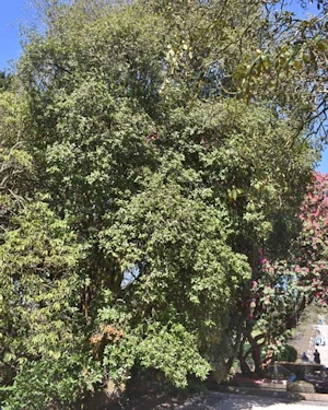 Eucryphia nymansensis