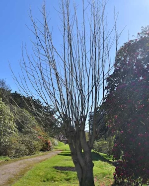 Liriodendron tulipifera fastigiata