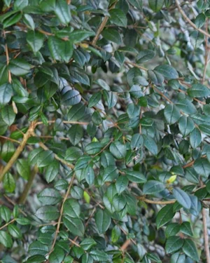 Luma apiculata