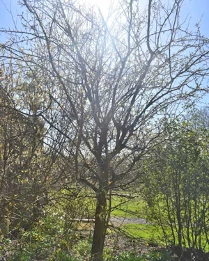 Malus toringoides