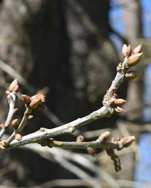 Malus toringoides
