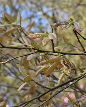 Photinia beauverdiana