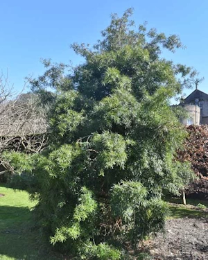 Podocarpus macrophyllus